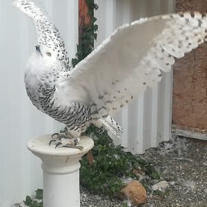 Neubeginn